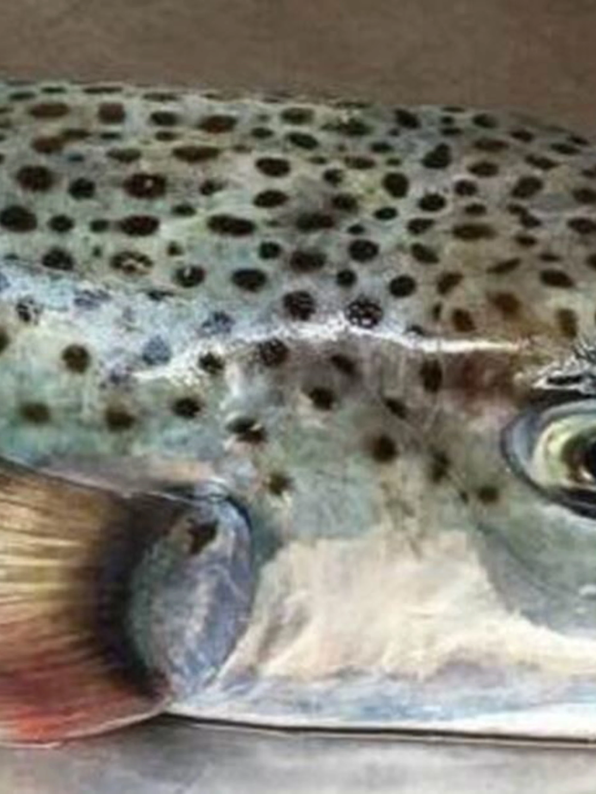 Pesce palla argentato, terrore nell'Adriatico: come uccide