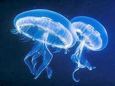 Meduse in forte aumento in Grecia, Spagna e repubblica di Malta