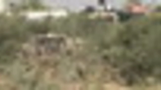 Cisgiordania, bulldozer israeliani sradicano decine di ulivi
