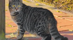 Gatti in fuga da casa, la sconvolgente vicenda del micio che sparisce (ogni) dicembre: un legittimo sospetto