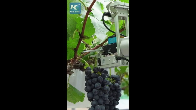 Cina, robot basati sull'IA rivoluzionano la viticoltura tradizionale