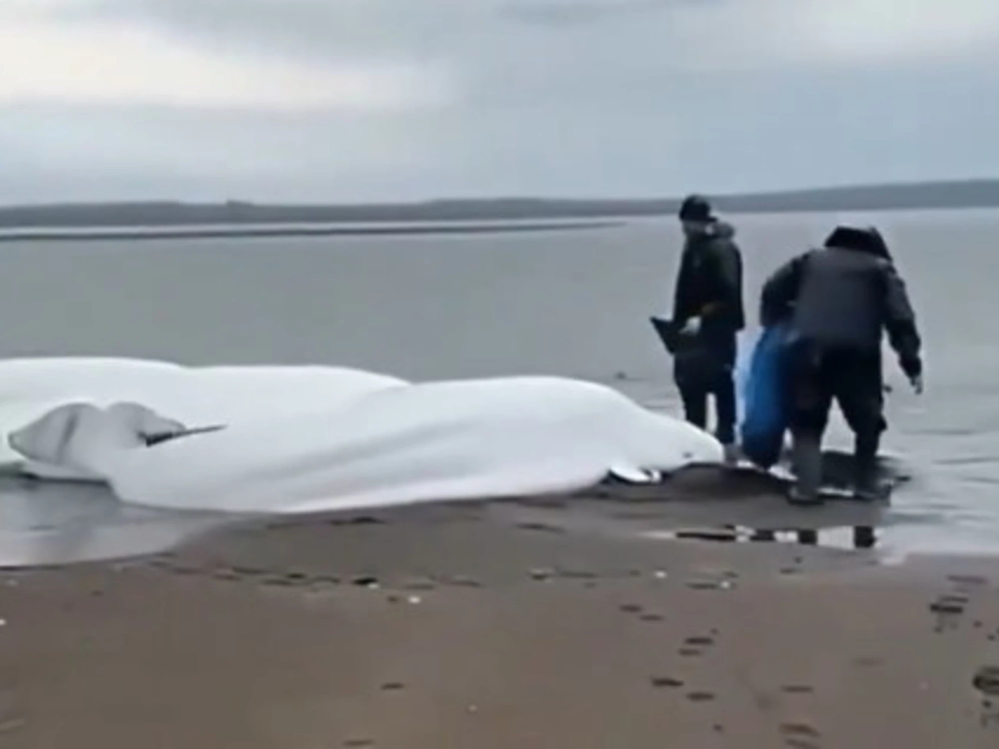 Terremoto in Kamchatka, beluga spiaggiati poche ore prima