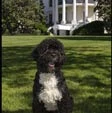 Bo, il cane degli Obama