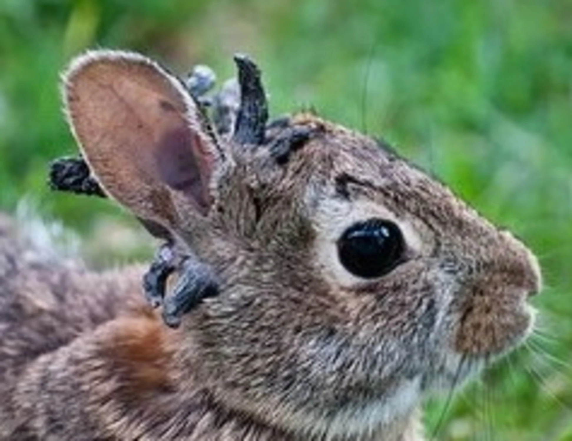 Conigli zombie, il virus che terrorizza gli Usa: cosa sappiamo