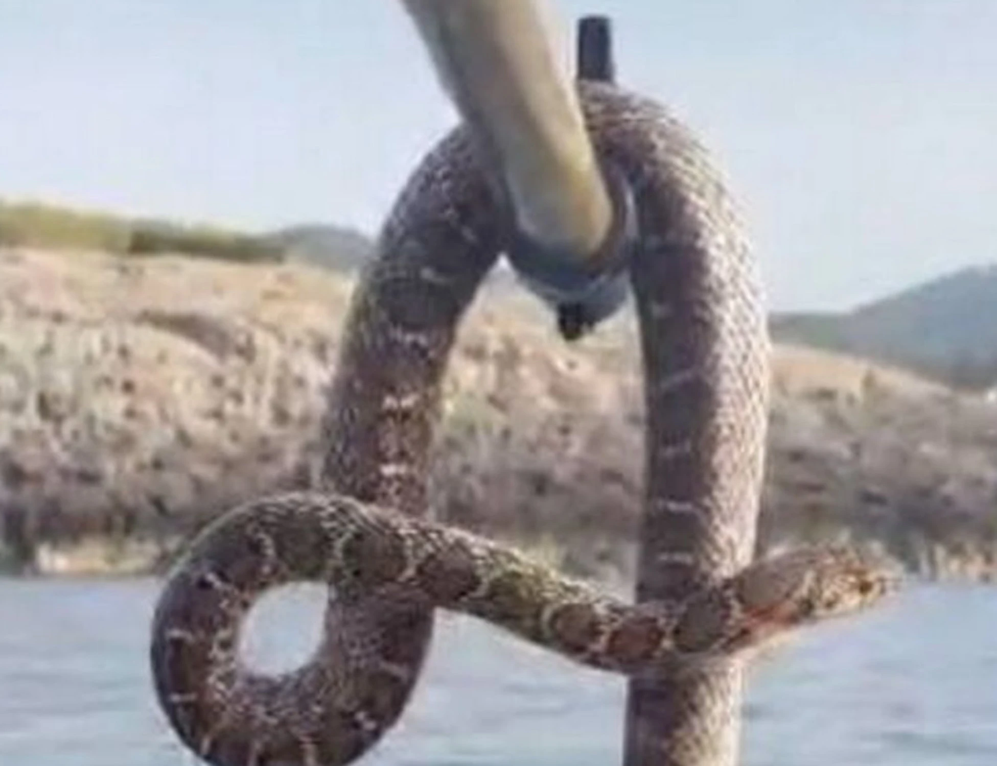 Ibiza, terrore in mare: serpenti giganti e velenosi nell'acqua salata