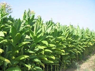 Dal Consiglio europeo una fuga di notizie verso le lobby del tabacco