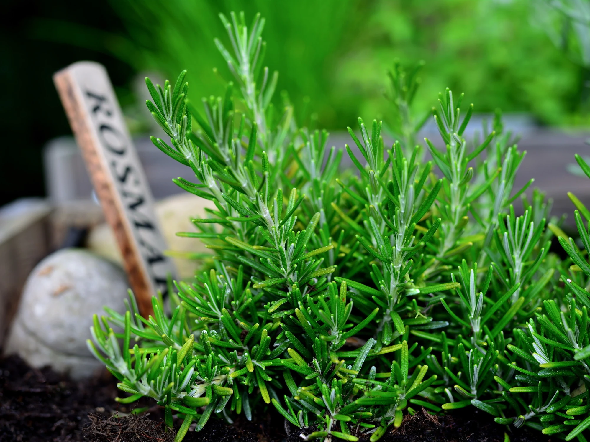 Rosmarino, i 5 segreti: gli effetti sul nostro corpo