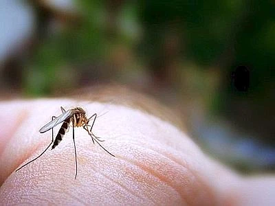 Primi plotoni di zanzare in città, l'etologo: "Pipistrelli e gechi per 'decimarle'"