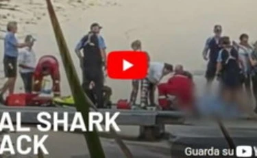 Australia, squalo bianco di 4 metri sbrana un sub: turisti in fuga, spiagge chiuse