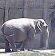 Ansia per l'elefante Audrey