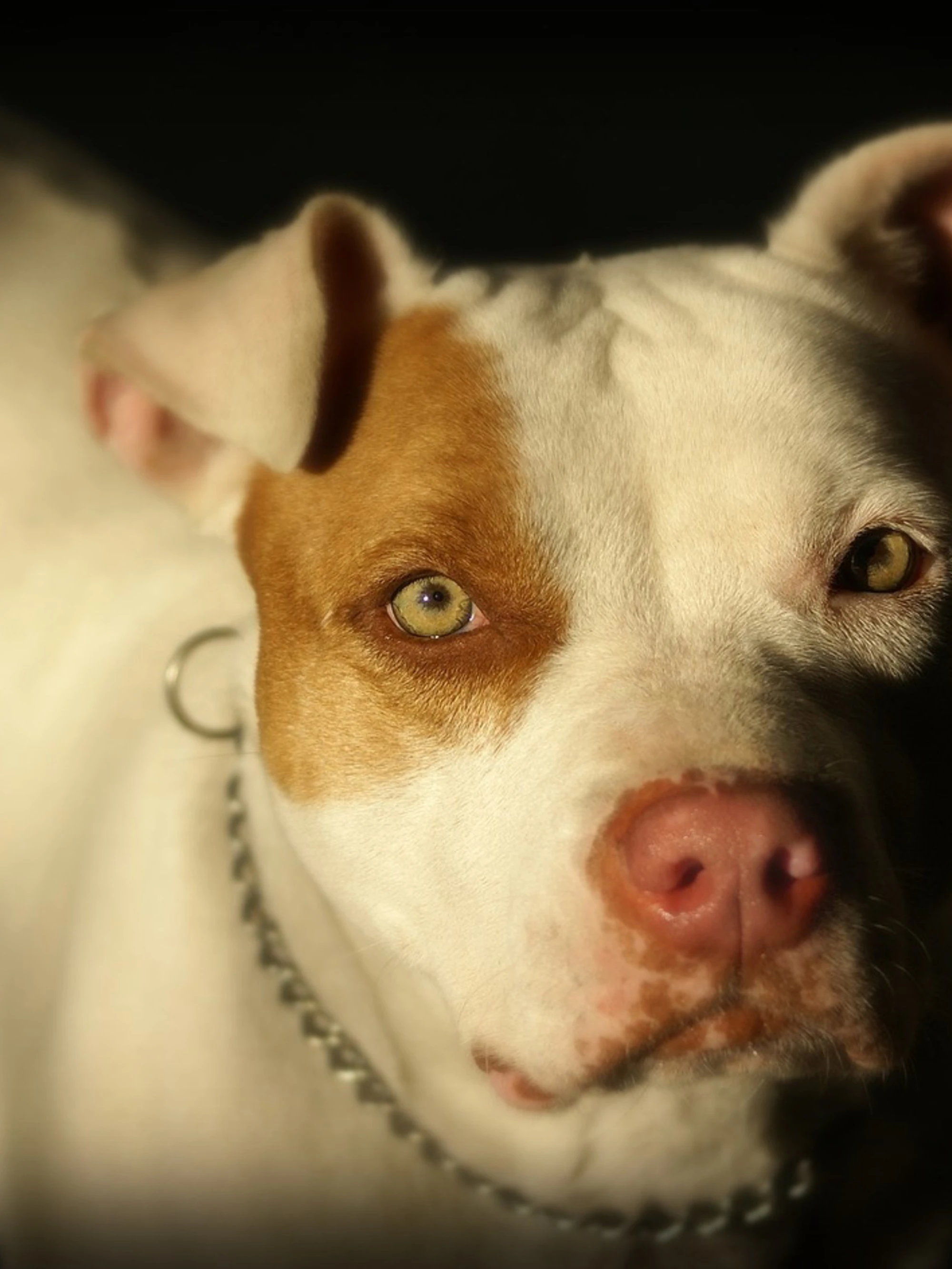 Pistoia, pitbull sbrana bimba di 2 anni: dettagli atroci