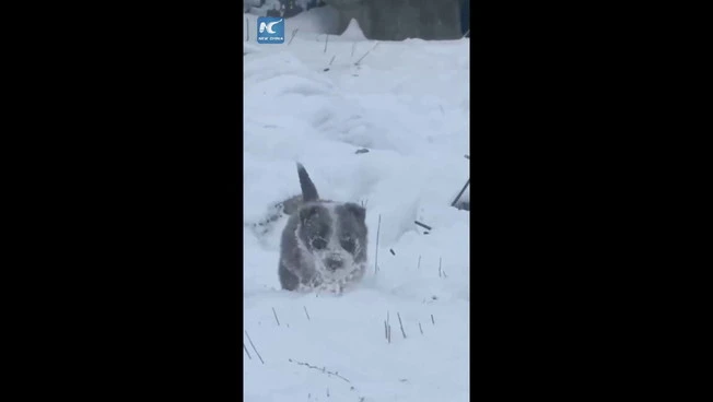 Cina, cucciolo di cane da pastore sfida la neve per radunare le pecore