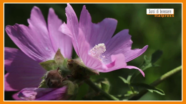 Sorsi di Benessere - Una tisana rilassante e salutare con la malva