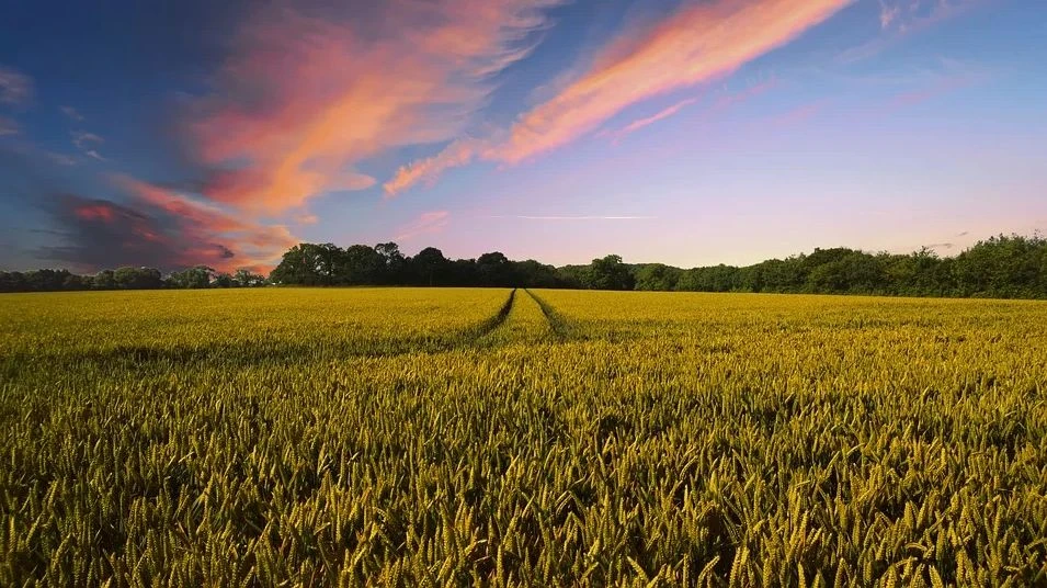 PAGAMENTI IN AGRICOLTURA, AGEA "NEL 2019 FATTO GRANDE LAVORO DI SQUADRA"