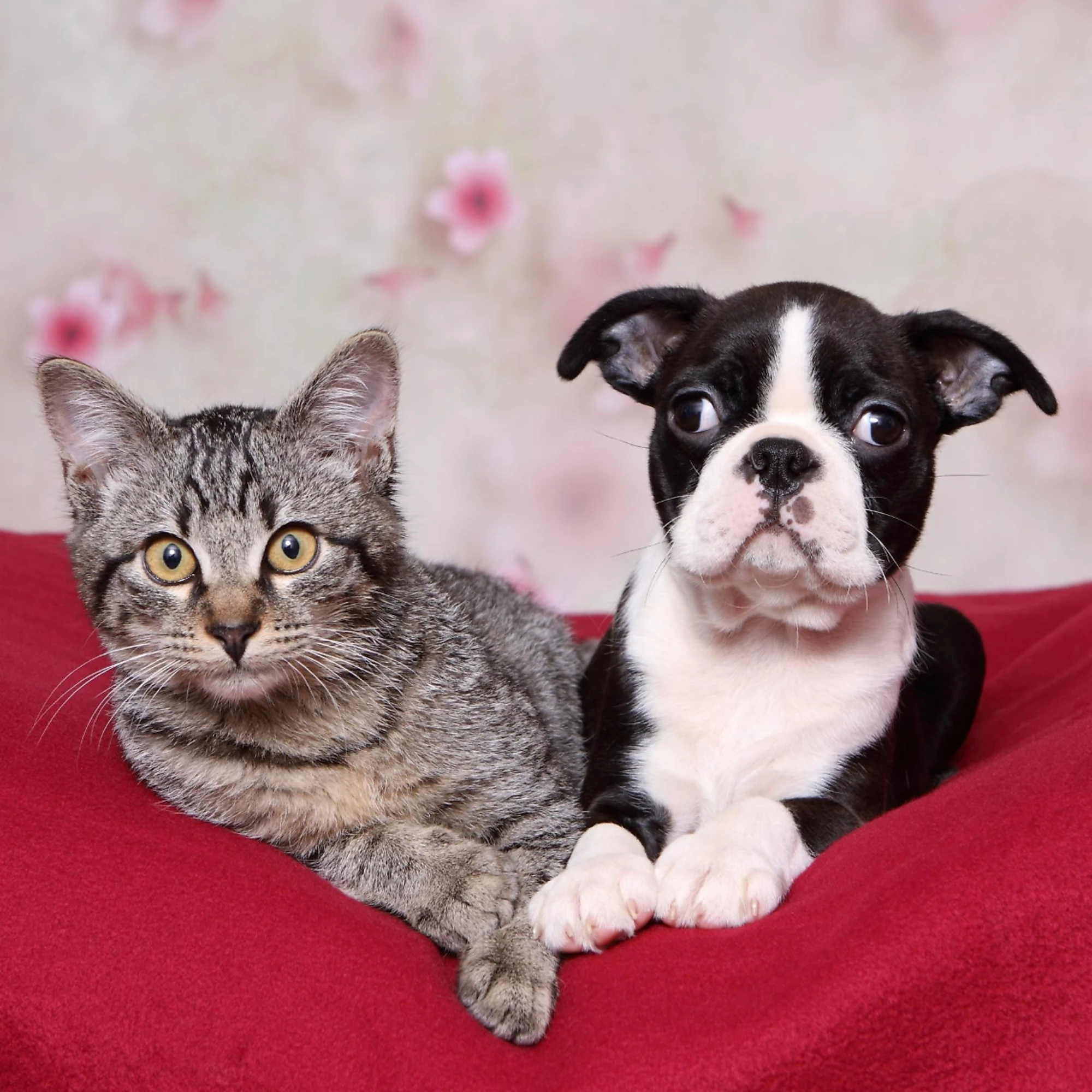 Ecco come far passare delle buone feste ai nostri animali