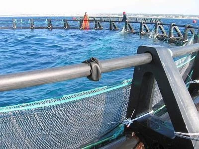 Pesca: dall'acquacoltura verranno 79 mln tonnellate in più di cibo entro 2021