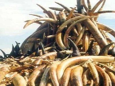 La Santa Sede contro il commercio dell'avorio e la strage degli elefanti