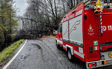 V Materi je strela udarila v drevo in povzročila smrt voznika