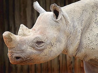 Rinoceronte sempre più a rischio, via libera all'import dei trofei negli Stati Uniti