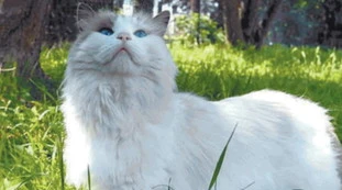 Giulia Tramontano, quegli ultimi sms sul gatto Cricchi: un risvolto straziante