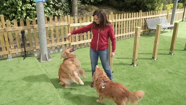 A MagicLand nasce DogLand - Anas, area dedicata al divertimento dei cani