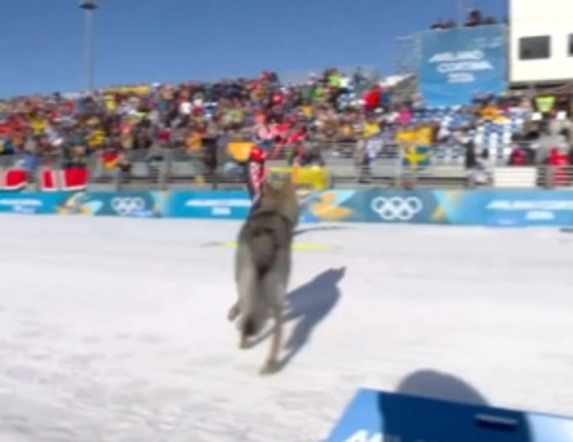 Milano-Cortina, all'improvviso spunta Nazgul: medaglia d'oro di spontaneità