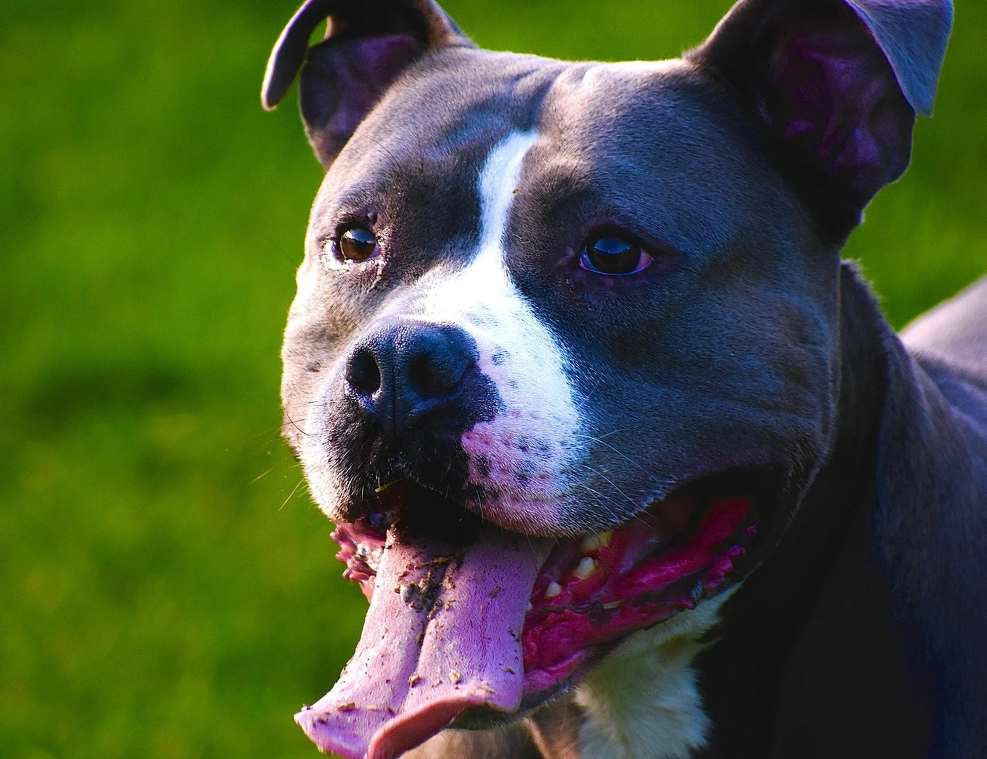 Pitbull sbrana e uccide la compagna incinta al sesto mese: una storia di puro orrore