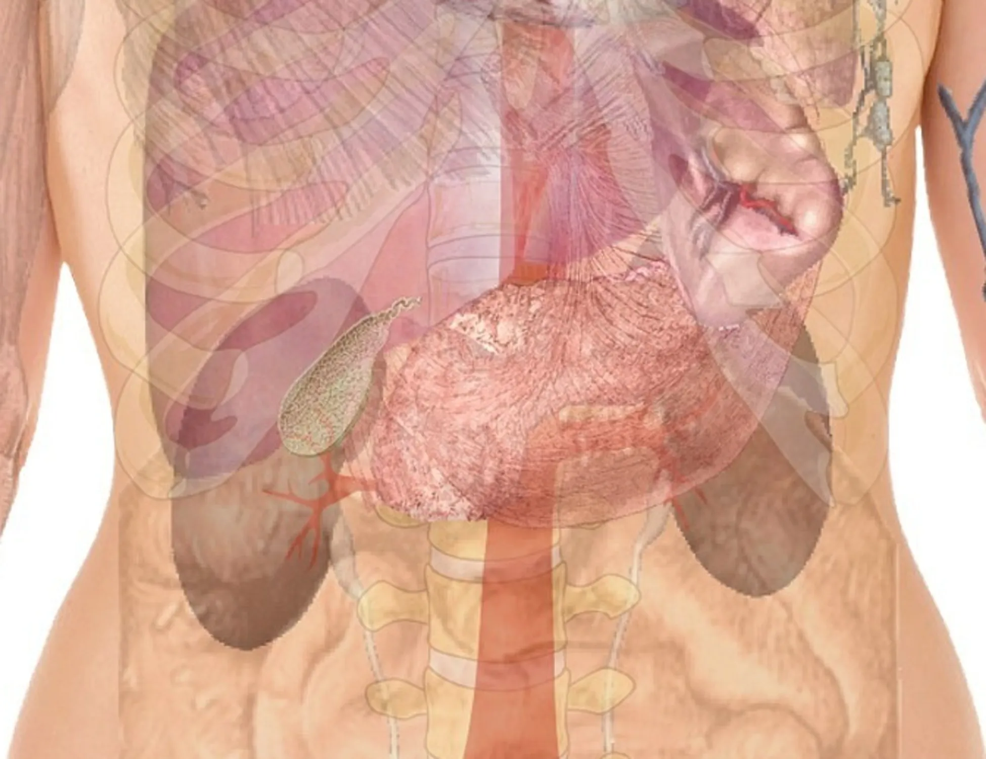 Leggi l'articolo: Malattia renale cronica sempre più diffusa: quali sono i rischi
