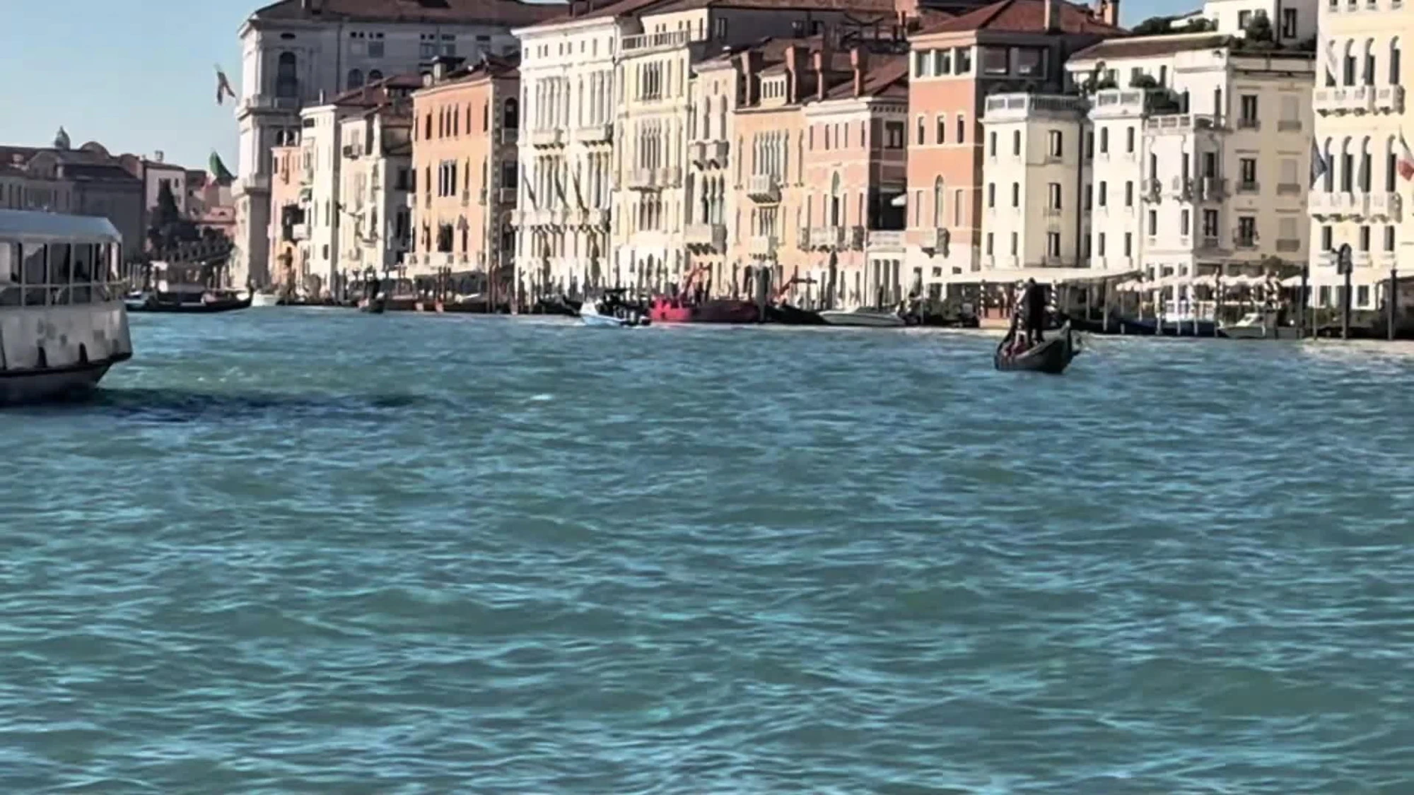 Avvistato un delfino a Venezia, vietato avvicinarsi