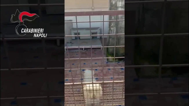 Canile lager con 26 barboncini toy  scoperto nel Napoletano