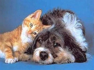 Diritto d'asilo per cani e gatti in condominio, nuova legge dal 18 giugno