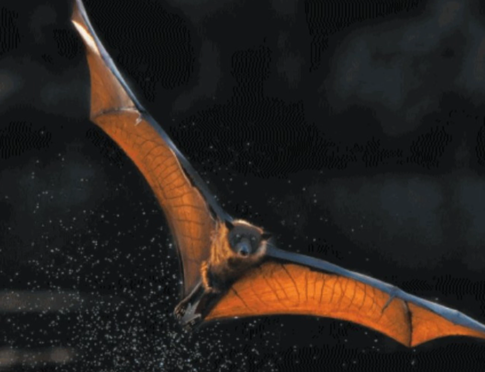 Il festival musicale sfrattato dai pipistrelli