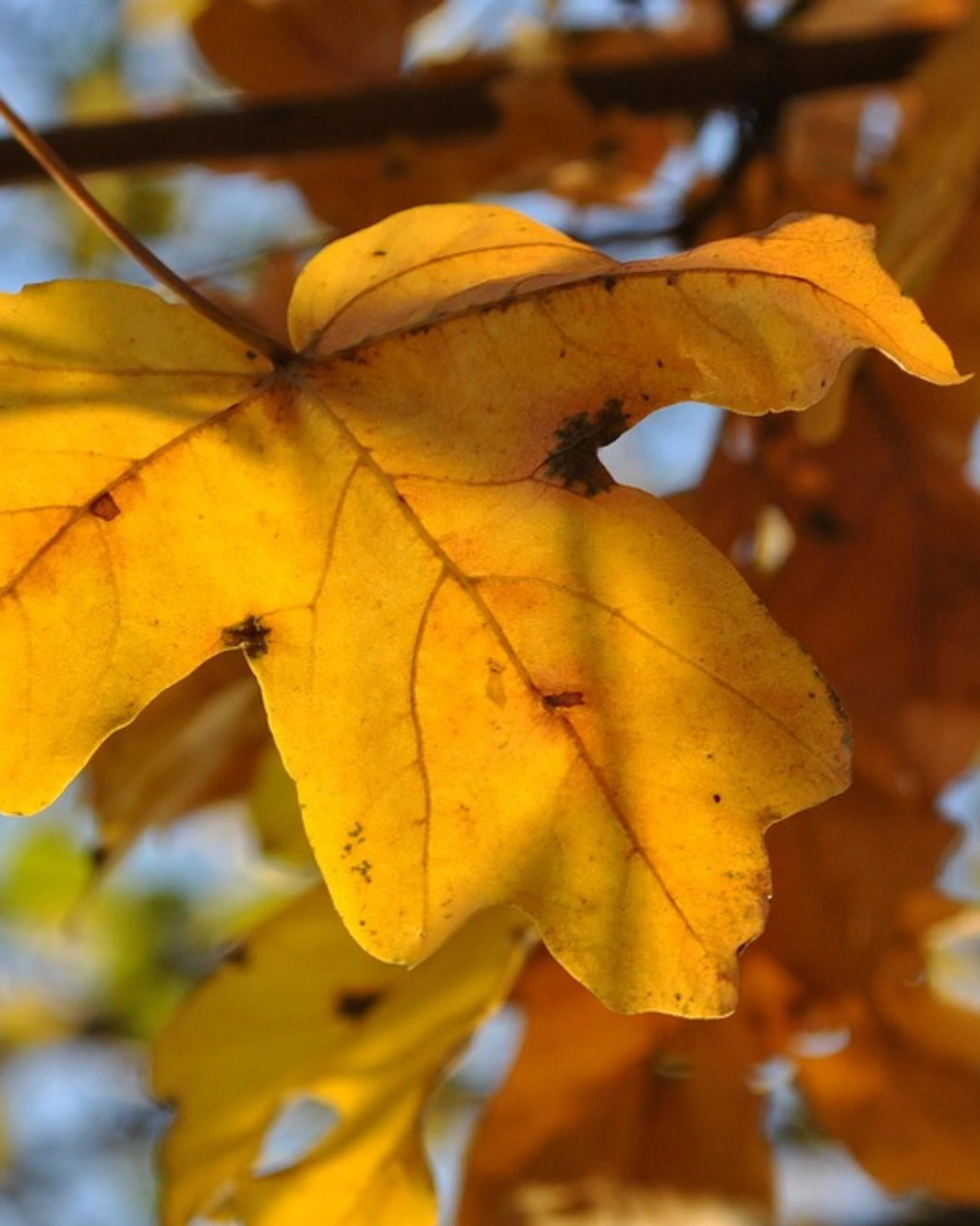 Meteo Giuliacci, autunno? Non ancora, quando torna il caldo
