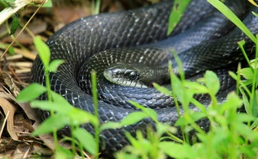 Roma sotto-choc: morso da un serpente mentre passeggia