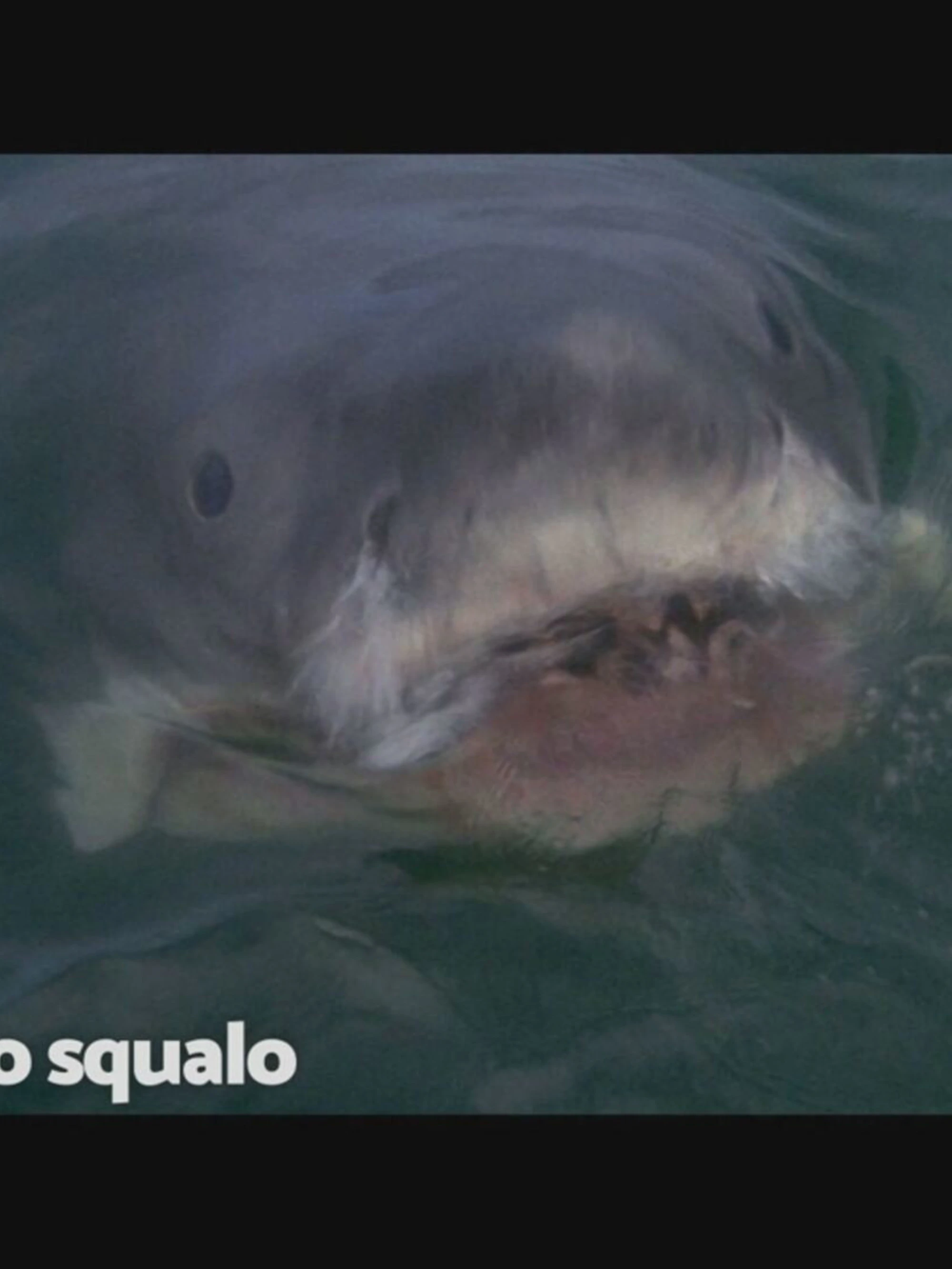Rete 4, pinna leggendaria: con "Lo squalo" ascolto assicurato