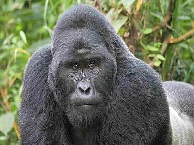 Gorilla di montagna a rischio estinzione, restano appena 880 esemplari