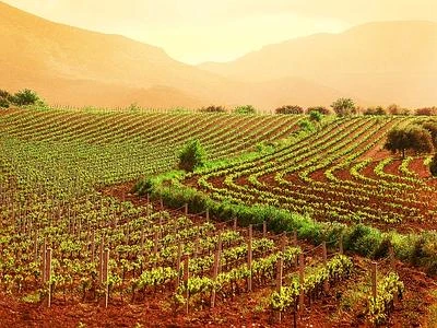 Con il cambio di clima uliveti e vigneti 'migrano' verso il versante atlantico