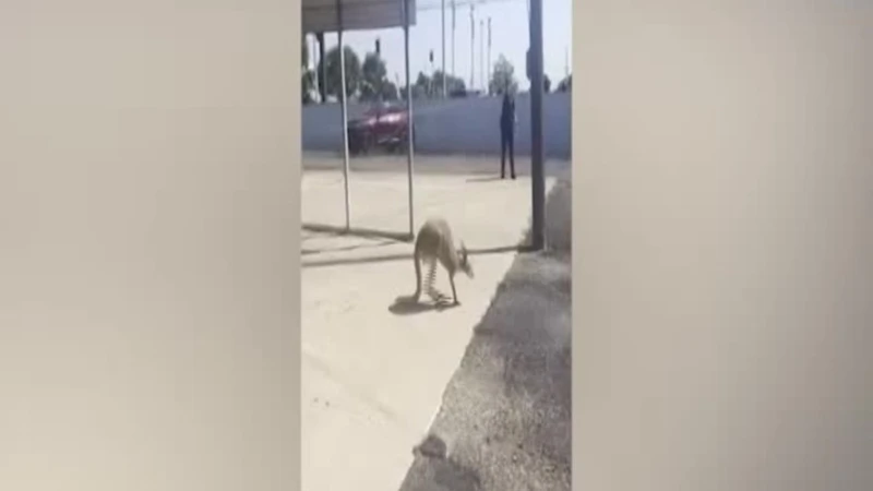 https://media.liberoquotidiano.it/9jcgVSxAllYAFSSjEYDaXSz8TzWYfK0UzwOZHqtgH0k/width:800/quality:90/aW1hZ2VzLzIwMjYvMDUvMjcvMDkyNjA2MzkxLTM1ZjUxN2ZiLTMyYWUtNGZiOC1iZmJiLWQyZGFkMTUwMTU1NC5qcGc.webp