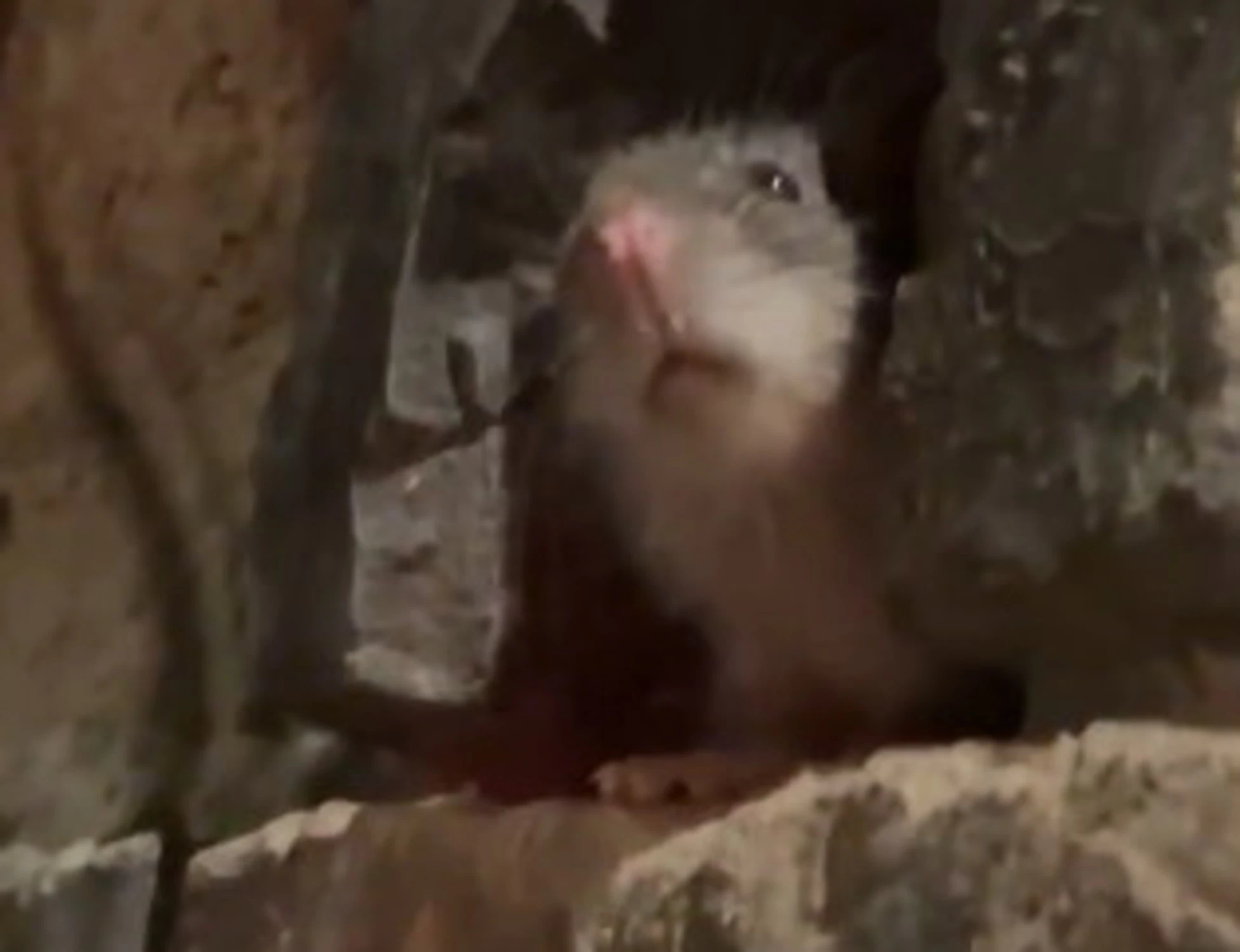 Roma, turiste al bar di fronte al Colosseo: spunta un topo