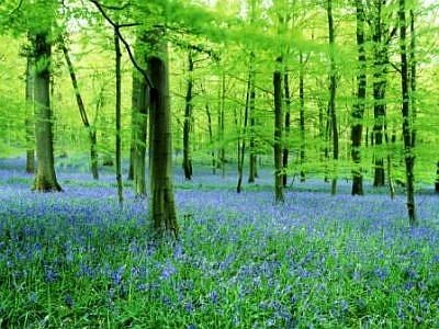 Cresce il verde urbano in città, il 2,8% di territorio con oltre 570 milioni di m²