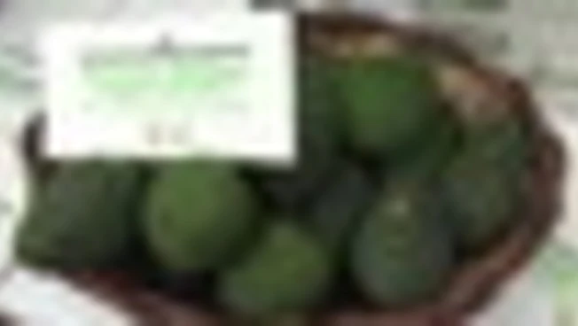 Lidl punta sull'avocado dell'Etna: 172 ton in ultima stagione (+120%)