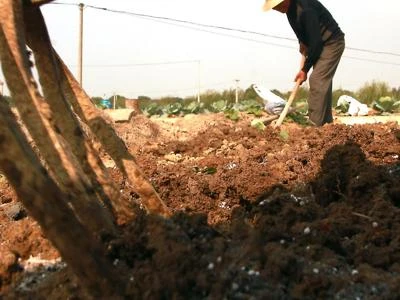 Filiere agroindustriali per bioprodotti, accordo per valorizzare il cardo in Sardegna