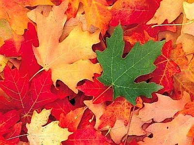 Con 'Fascination of Plants Day' si celebra la bellezza del mondo vegetale