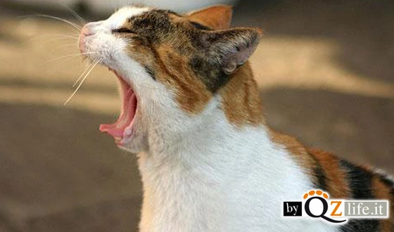 Perché i gatti sbadigliano?