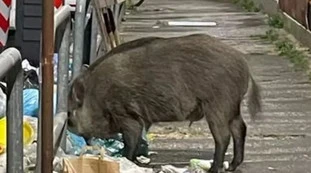 Enrico Mentana, "cani e porci": in una foto, l'attacco estremo a Giletti?