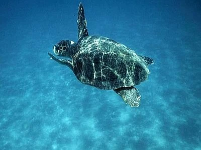 'Reti fantasma' minacciano l'incolumità delle tartarughe in Australia