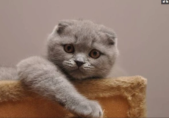 Ha un debito col fisco: gli sequestrano il gatto (di lusso)