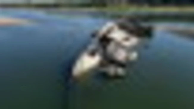 Il Danubio in siccità porta alla luce relitti di una flotta nazista