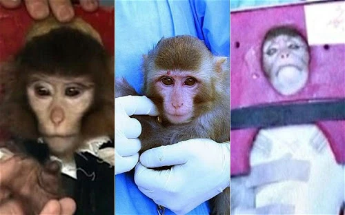 Le differenze tra le scimmie