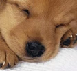 Roma, picchia il suo cane